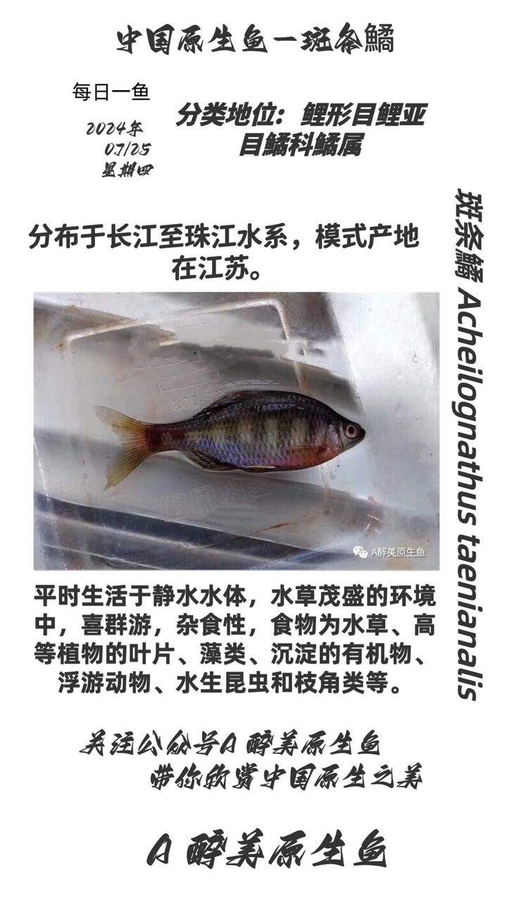 斑條鱊【分布在江蘇等】 觀賞魚論壇