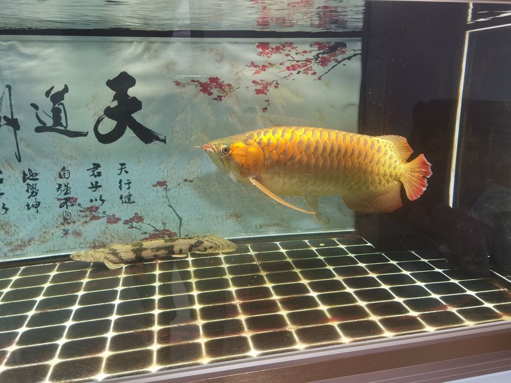 哪種紅龍魚最好養(yǎng)活的快【新手養(yǎng)殖紅龍魚的注意事項(xiàng)】