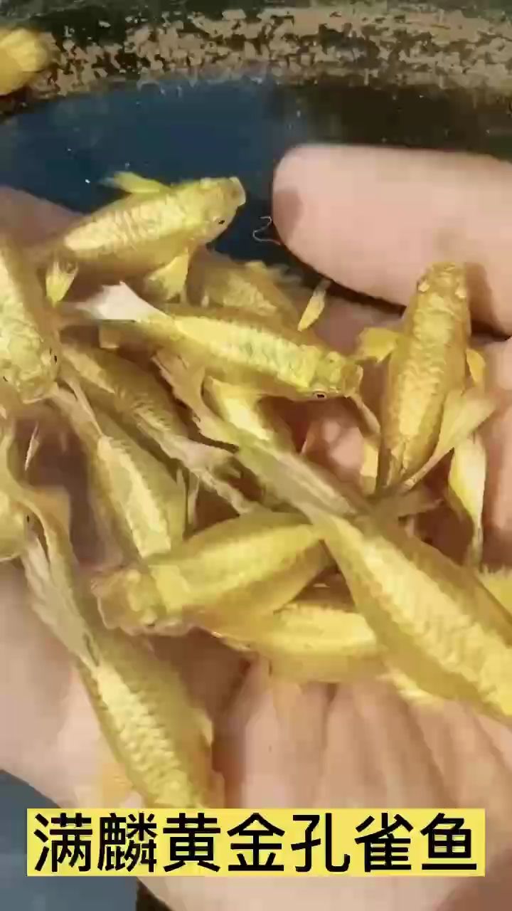 金屬孔雀魚【滿鱗黃金孔雀魚】 觀賞魚論壇