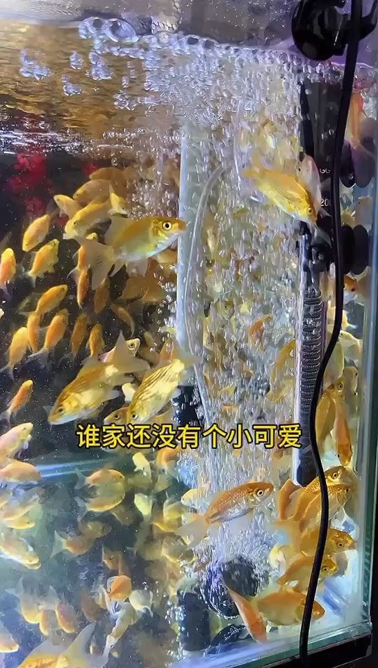 4-6紅色短身蝴蝶鯉【4-6紅色短身蝴蝶鯉,北京老寧評論不錯】