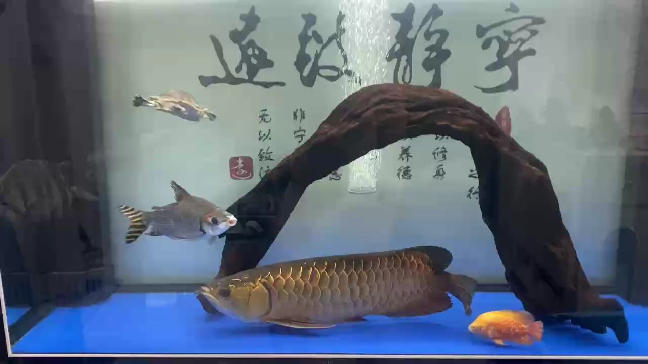 新增配魚后，導(dǎo)致全缸水霉，龍魚趴窩、食欲下降【新增配魚后】 觀賞魚論壇