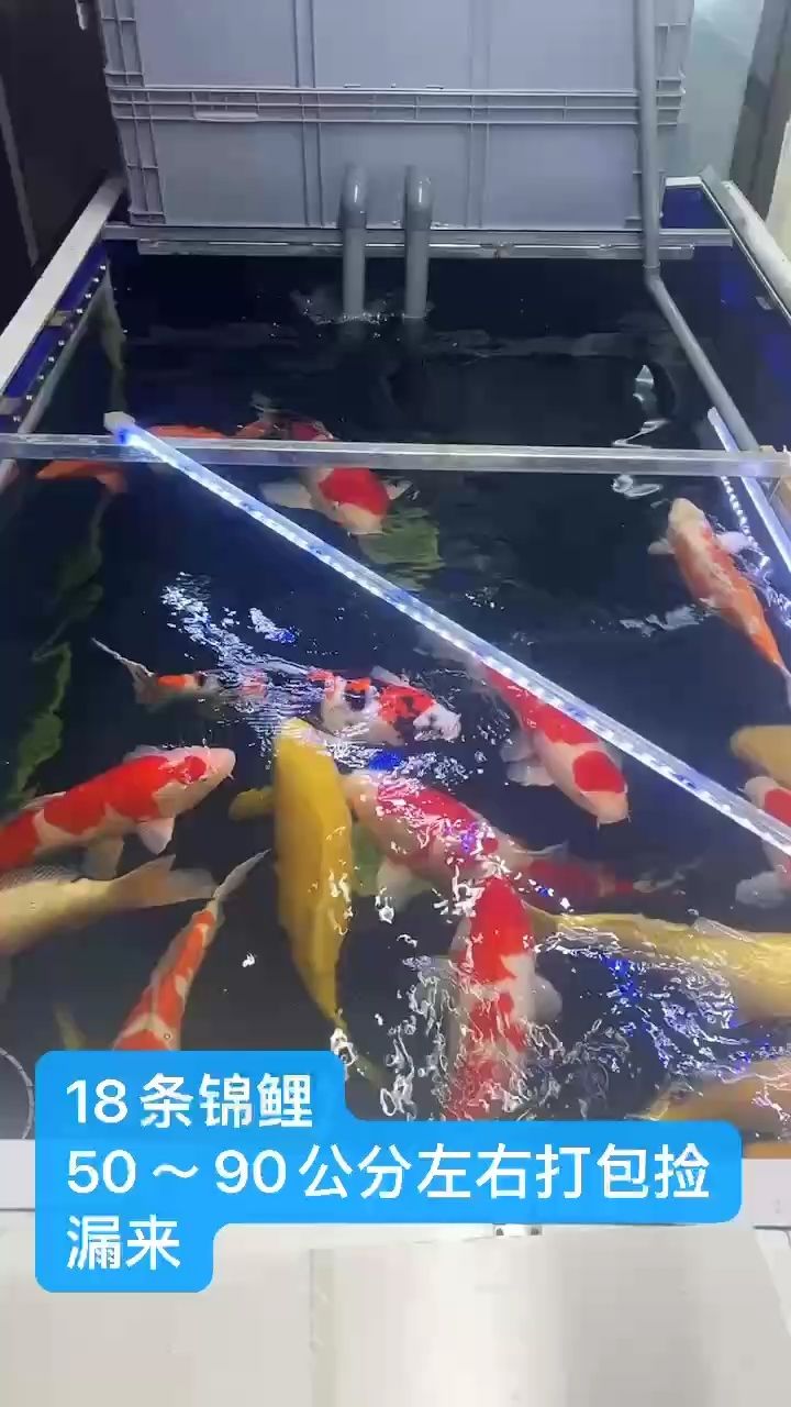 趕緊撿漏來【地板觀魚,流星留下回憶】 觀賞魚論壇