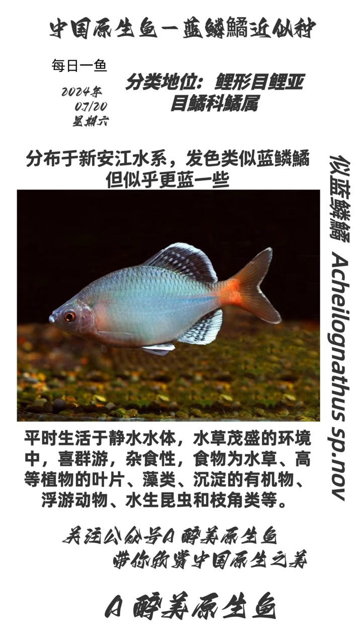 似藍鱗鱊【分布在新安江水系】 觀賞魚論壇