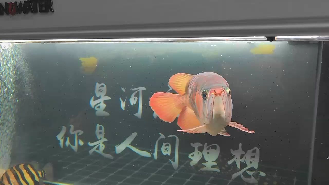 一【被養(yǎng)魚耽誤的建筑師】