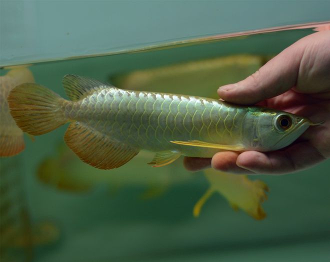 紅龍魚在35度水里可以嗎【紅龍魚在35度水里可以嗎紅龍魚水溫控制的注意事項(xiàng)】 龍魚百科 第5張