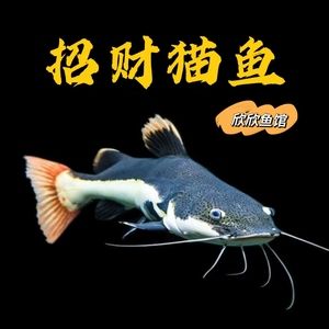 黃金龍魚水溫要多少度【如何確定黃金龍魚的水溫】 龍魚百科 第5張