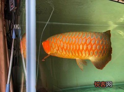 金龍魚5度會(huì)不會(huì)死【如何判斷金龍魚是否會(huì)死】 龍魚百科 第1張