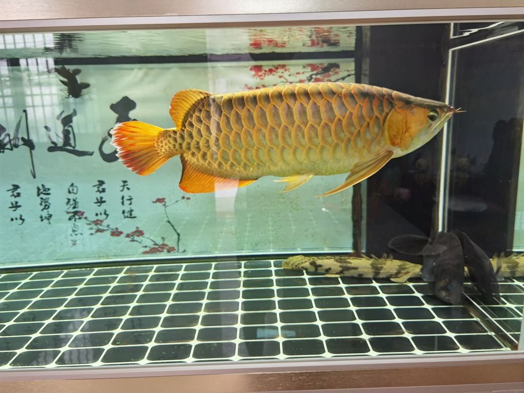 【不會(huì)養(yǎng)魚評(píng)論：不太會(huì)養(yǎng)魚評(píng)論：不太會(huì)養(yǎng)魚】