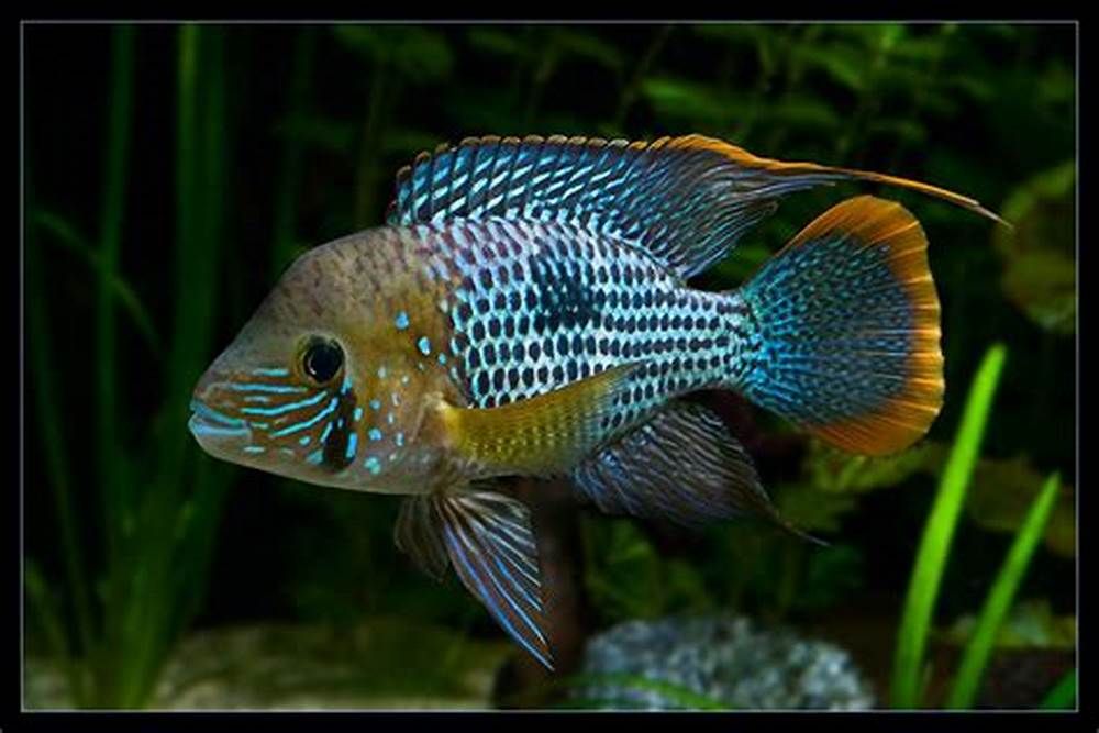 家里養(yǎng)1條龍魚5條虎魚1條皇冠風水好不好【魚類組合在風水中的影響】 龍魚百科 第2張