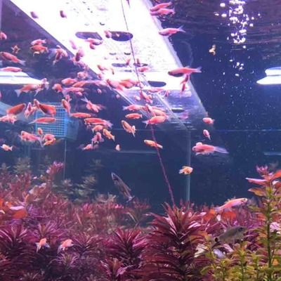 家里養(yǎng)1條龍魚5條虎魚1條皇冠風水好不好【魚類組合在風水中的影響】 龍魚百科 第5張