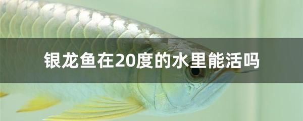 換水能引起龍魚的食欲不振嗎【如何判斷龍魚食欲不振】 龍魚百科 第3張