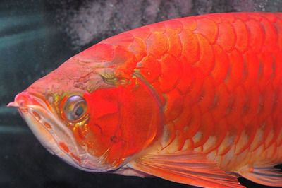 紅龍魚鰓蓋發(fā)黑【紅龍魚鰓蓋發(fā)黑怎么辦？】 龍魚百科 第5張