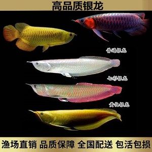 黃化金龍魚【黃化金龍魚的養(yǎng)殖方法】