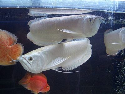 家里養(yǎng)白金龍魚風(fēng)水好嗎【家里養(yǎng)白金龍魚的風(fēng)水好不好】 龍魚百科 第5張