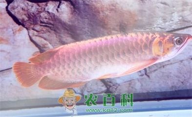 紅龍魚長大的價(jià)格【紅龍魚長大后價(jià)格的評估方法】 龍魚百科 第1張