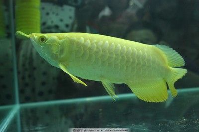 金龍魚 換季 趴缸【金龍魚換季趴缸案例分析】 龍魚百科 第3張