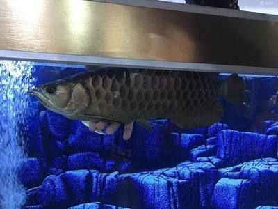 金龍魚 換季 趴缸【金龍魚換季趴缸案例分析】 龍魚百科 第2張