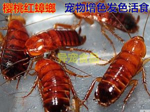 紅龍魚喂什么飼料最好喂什么活食最好【紅龍魚喂什么飼料最好喂什么活食最好喂什么活食最好】 龍魚百科 第3張