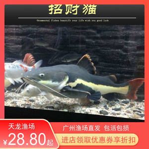 紅龍魚十大漁場排名【揭秘紅龍魚十大漁場排名】 龍魚百科 第5張