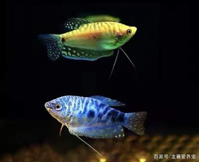 家養(yǎng)曼龍魚好嗎【家養(yǎng)曼龍魚的常見疾病與防治】 龍魚百科 第4張