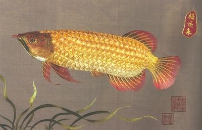 畫九條金龍魚怎么題詩【九條金龍魚題詩的經(jīng)典案例：九條金龍魚題詩的經(jīng)典案例】 龍魚百科 第2張