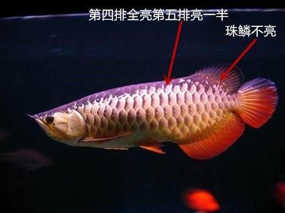 紅龍魚嘴巴撞爛了【紅龍魚嘴巴撞爛了怎么辦】 龍魚百科 第5張