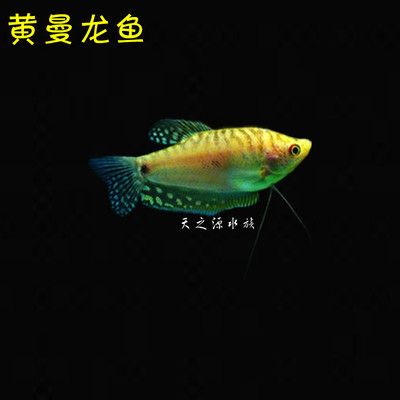 黃曼龍魚對(duì)家里的風(fēng)水好嗎【養(yǎng)黃曼龍魚對(duì)風(fēng)水的影響】