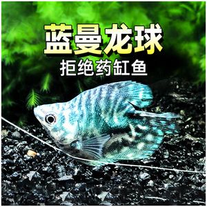 黃曼龍魚對家里的風(fēng)水好嗎【養(yǎng)黃曼龍魚對風(fēng)水的影響】