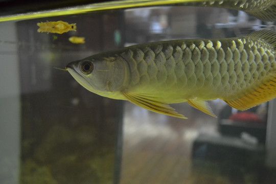 黃顏色的銀龍魚(yú)叫什么【銀龍魚(yú)的飼養(yǎng)與特點(diǎn)】 龍魚(yú)百科 第4張