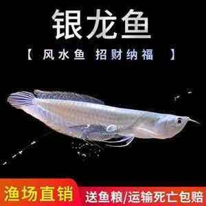 家里10年的龍魚突然死亡寓意【風(fēng)水學(xué)中的龍魚突然死亡的寓意在風(fēng)水學(xué)中的說法并沒有科學(xué)依據(jù)】 龍魚百科 第1張