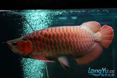 紅龍魚微兜嘴怎么調理【紅龍魚微兜嘴怎么調理紅龍魚微兜嘴的原因分析紅龍魚微兜嘴的原因】 龍魚百科 第5張