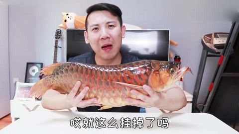 紅龍魚訓練吃顆?！救绾巫尲t龍魚吃顆粒飼料】