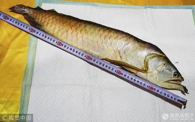 金龍魚60公分的大概多少錢【金龍魚60公分金龍魚價格】