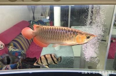 紅龍魚魚缸70寬夠用嗎【紅龍魚魚缸養(yǎng)紅龍魚的寬度是多少分析關(guān)鍵詞紅龍魚的合適】 龍魚百科 第2張