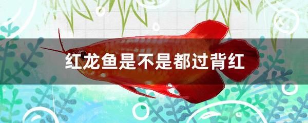 紅龍魚是不是都過(guò)背紅【如何判斷紅龍魚是否過(guò)背紅】