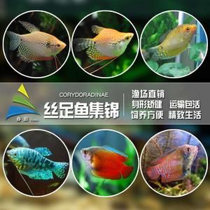 黃曼龍魚身上有紅斑【如何預(yù)防黃曼龍魚身上出現(xiàn)紅斑】