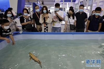 今日換了水龍魚老是往魚缸下面游是什么意思【如何判斷水龍魚在水中生活】 龍魚百科 第4張