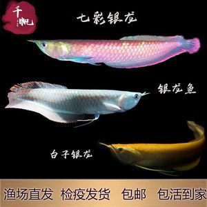 黃化銀龍魚是紅眼還是黑眼【黃化銀龍魚的眼睛顏色判斷標(biāo)準(zhǔn)】