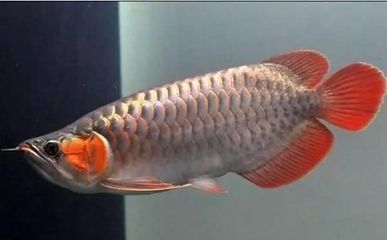 加青霉素對(duì)龍魚(yú)有傷害嗎【加青霉素對(duì)龍魚(yú)健康有傷害嗎】 龍魚(yú)百科 第3張