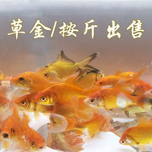 紅龍魚(yú)一般吃幾個(gè)小草金吃幾個(gè)呀有三百多長(zhǎng)【關(guān)于紅龍魚(yú)的喂養(yǎng)】