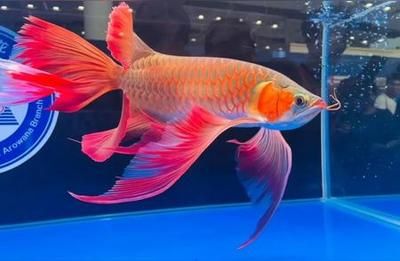 紅龍魚性格【如何判斷紅龍魚性格】 龍魚百科 第3張