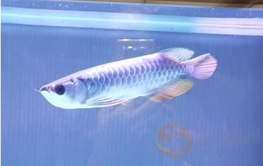 b級過背金龍魚成長圖【b級過背金龍魚的成長過程是怎樣的？】 水族問答