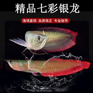 黃化銀龍魚發(fā)色過程【黃化銀龍魚發(fā)色過程第二階段黃化銀龍魚發(fā)色過程過程】 龍魚百科 第5張