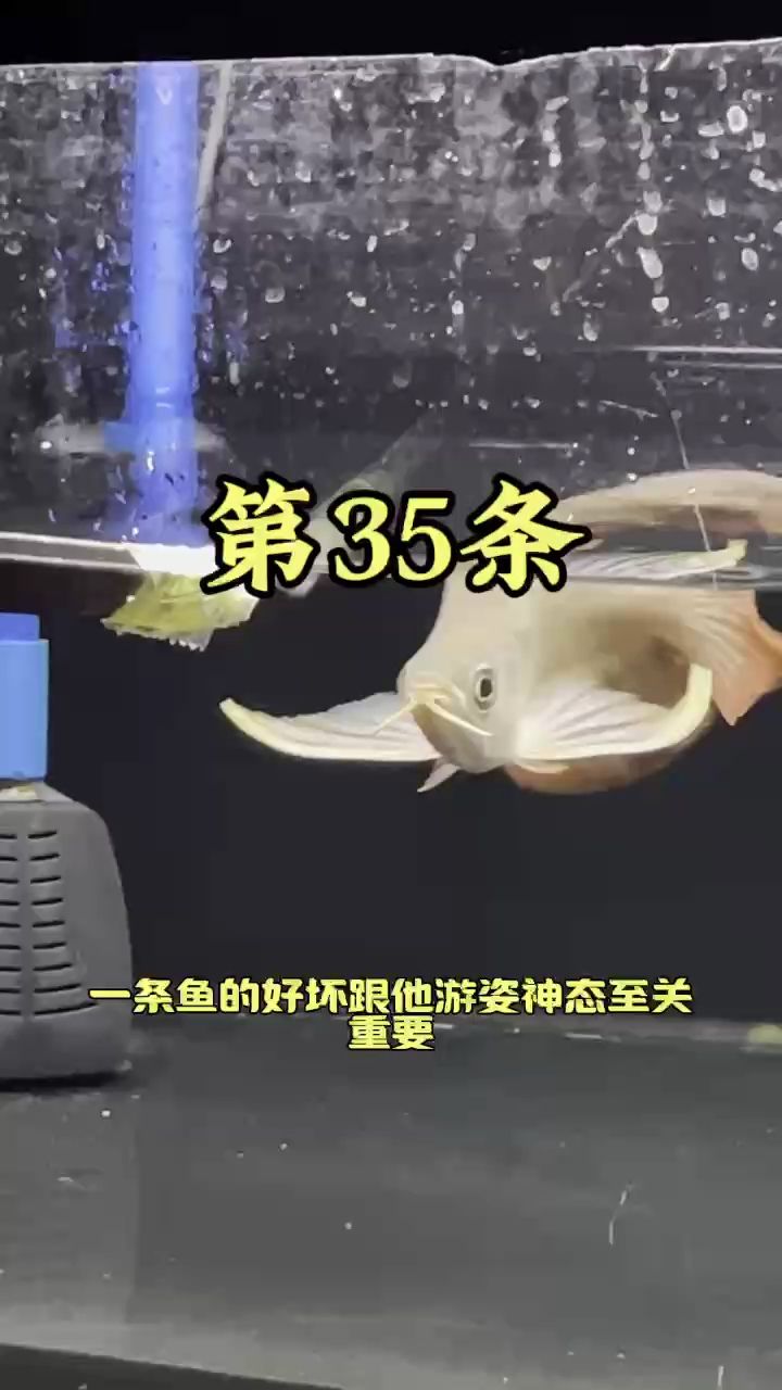 買一魚，花了4000大洋【挑戰(zhàn)買100條紅龍魚】