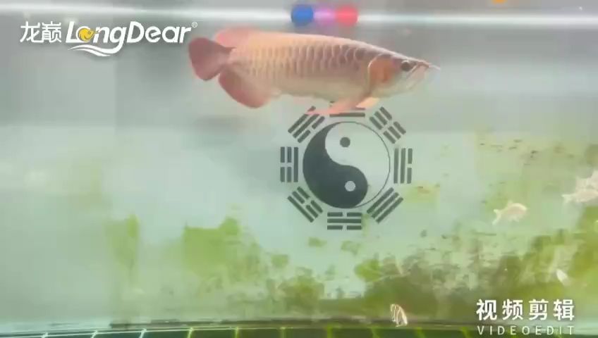 每天打卡【-wh評(píng)論：這是啥魚】