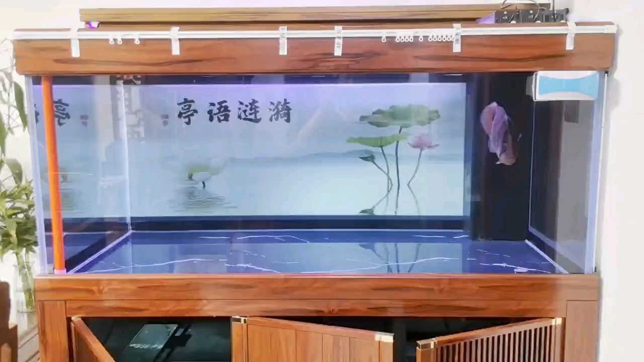 堅持愛好！【想起來喂一餐,從今日一直紅】 觀賞魚論壇