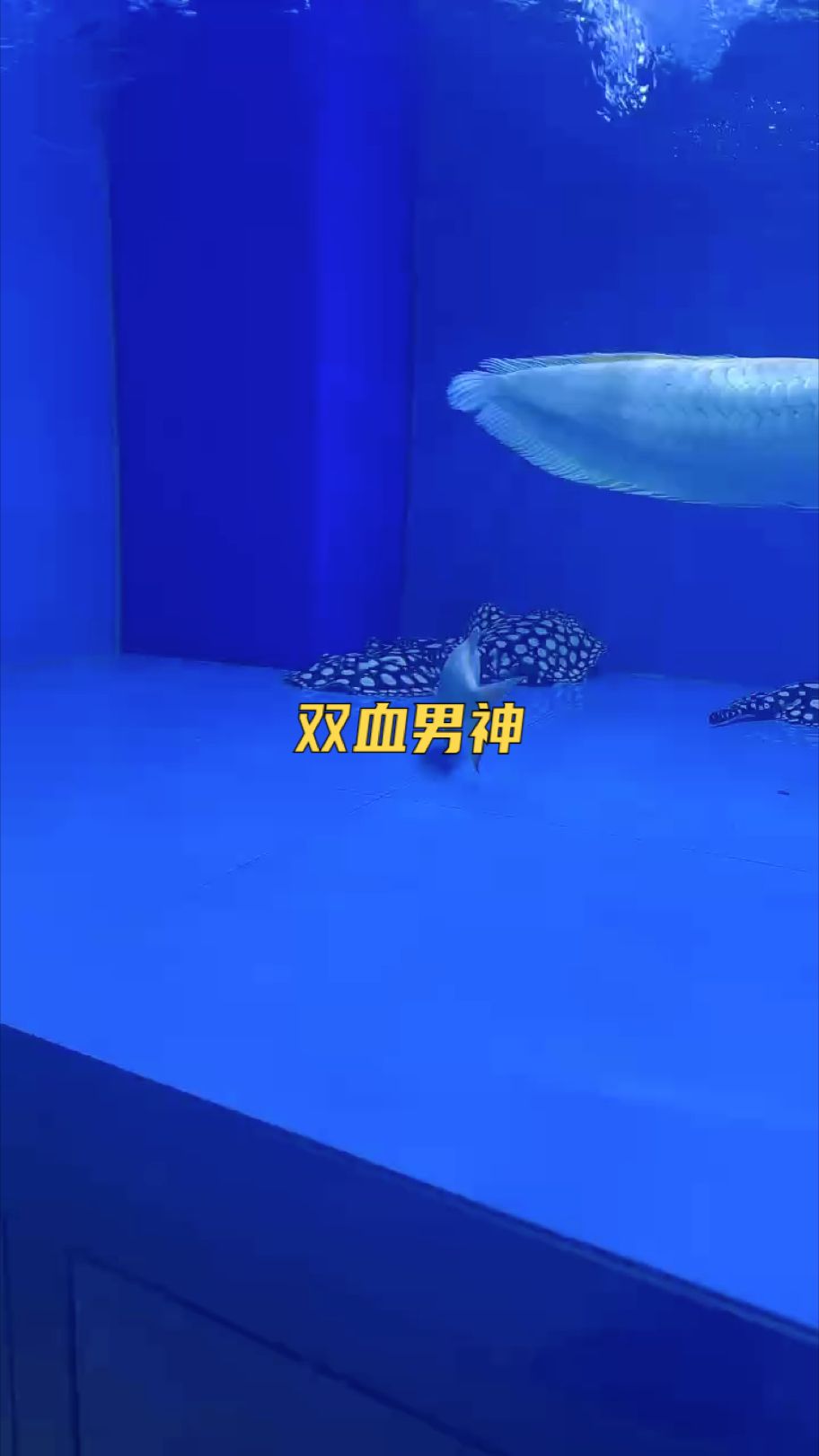 精品【雙血軍團,blazers17評論：小魚慢慢養(yǎng)評論：漂亮】 觀賞魚論壇