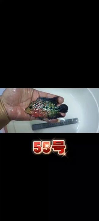 品相自鑒【一條魚也是批發(fā)價,タ匕ロ勿評論】