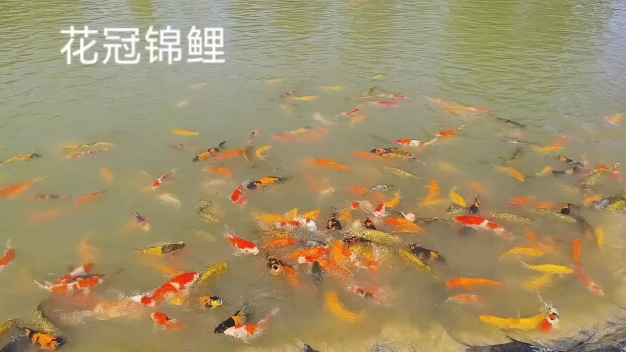 花冠錦鯉【五子登科錦鯉】