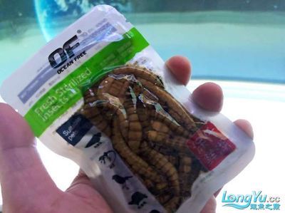 飛鳳吸龍魚有害嗎【使用飛鳳吸龍魚是否能帶來(lái)好運(yùn)？】